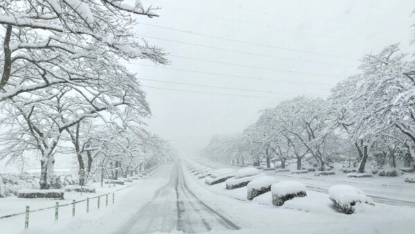 沼津に雪が降りました